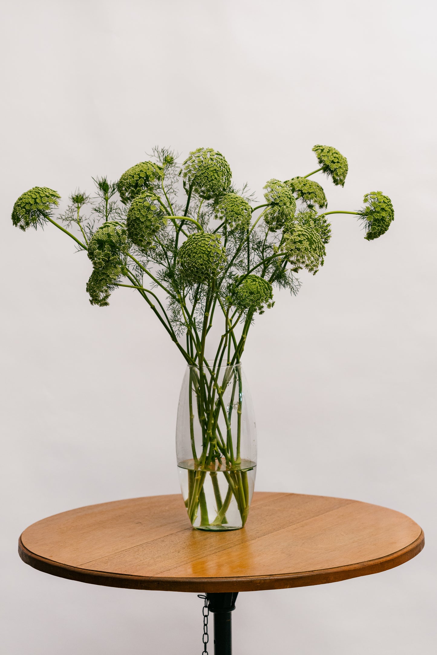 Flor de Cenoura