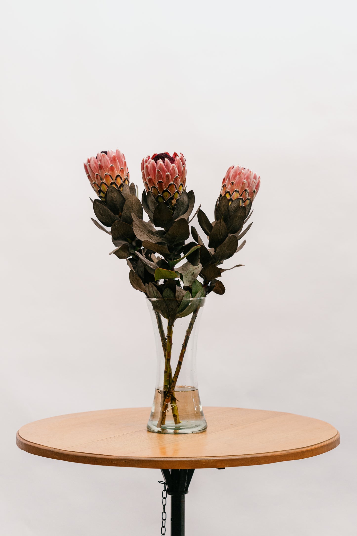 Protea Silvia