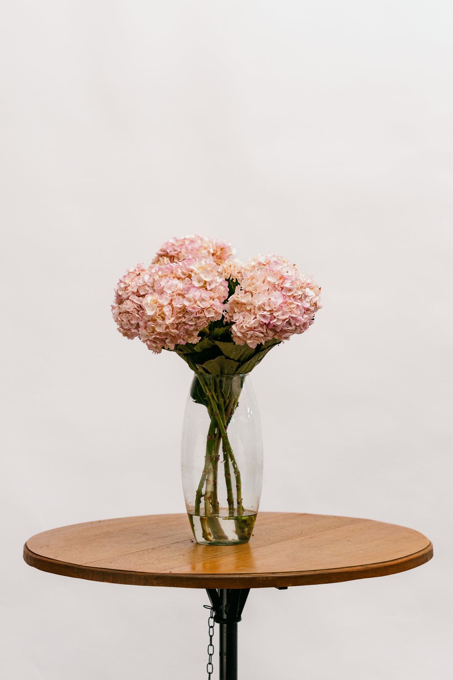 Hortensia Rosa