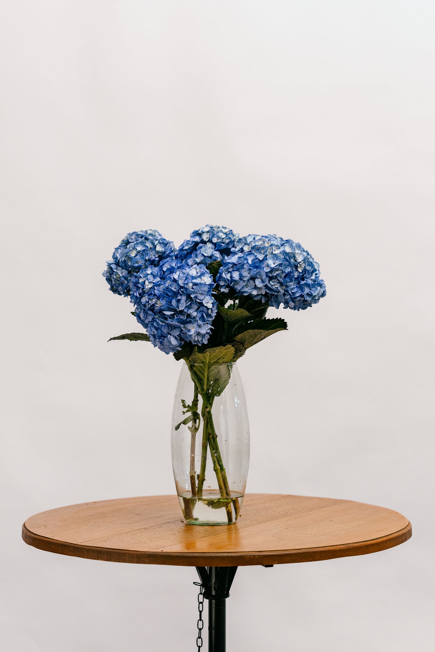 Hortensia Azul