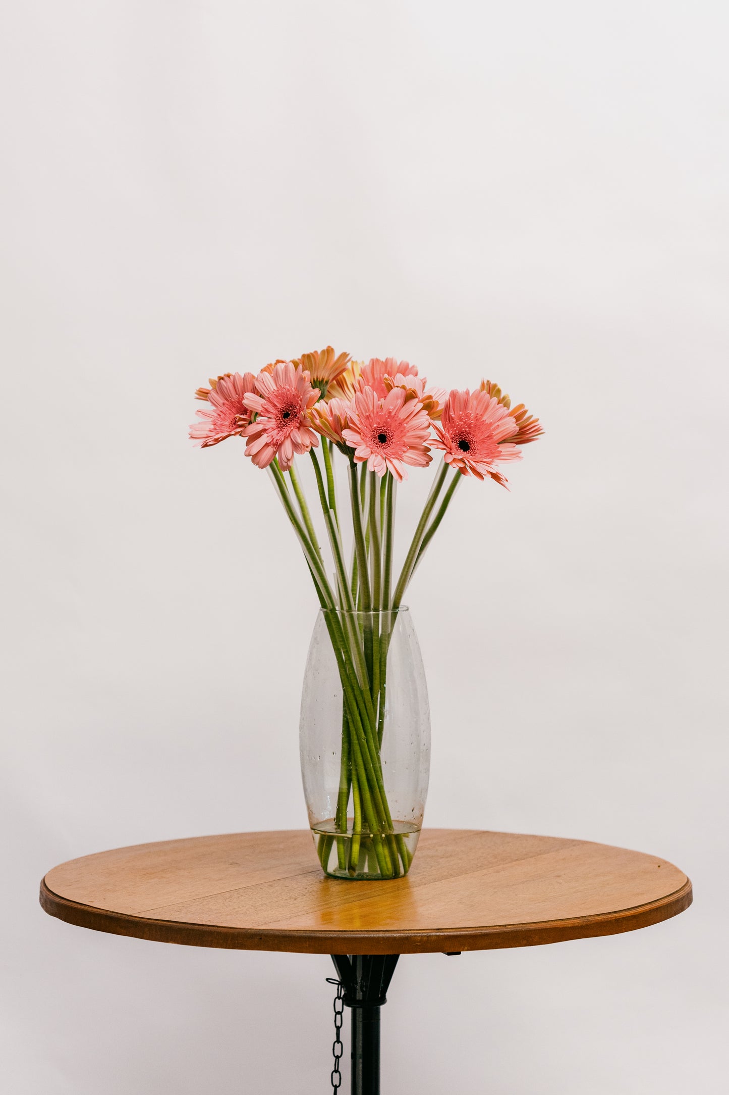 Gerbera Rosa