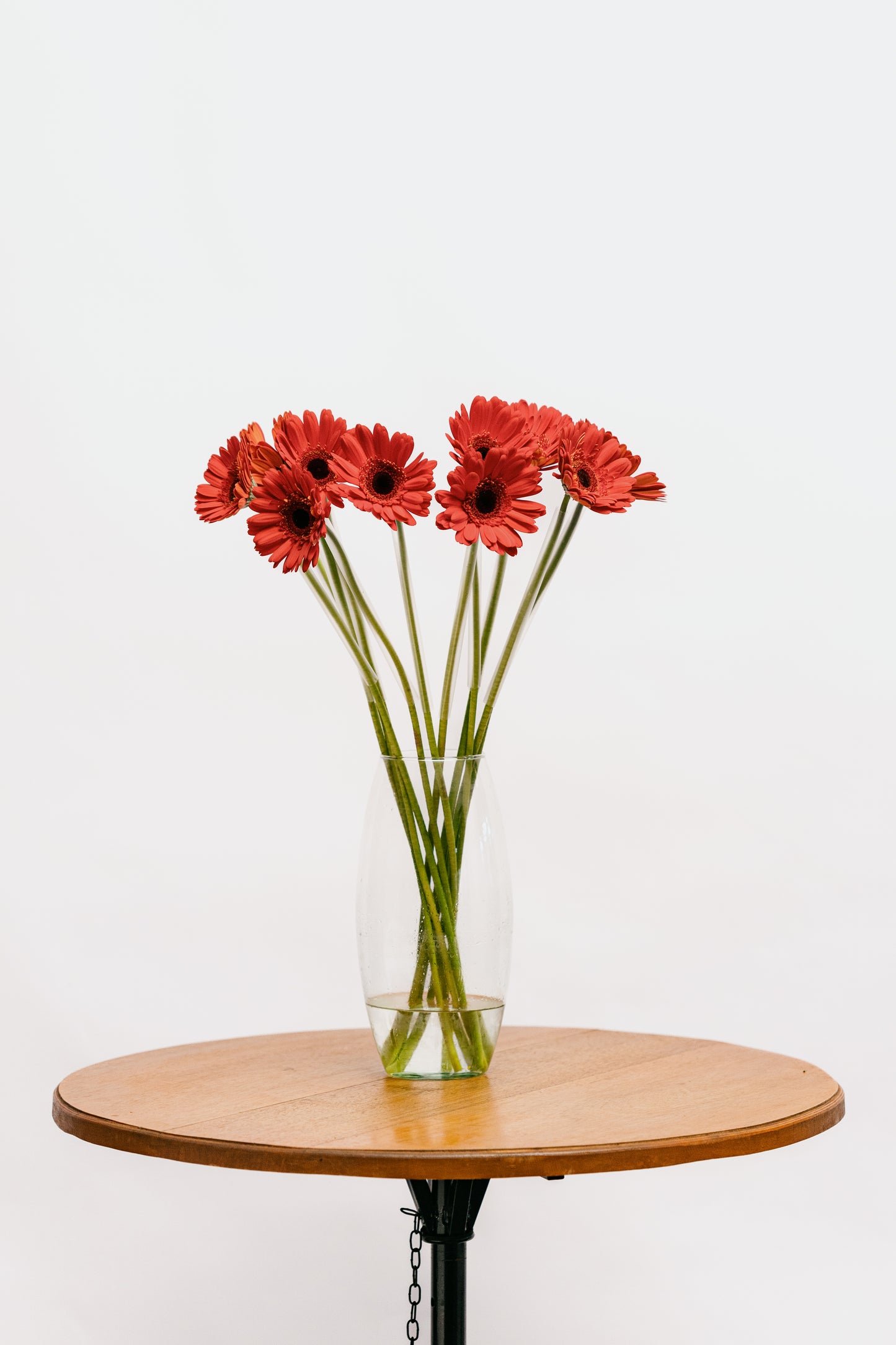 Gerbera Vermelha