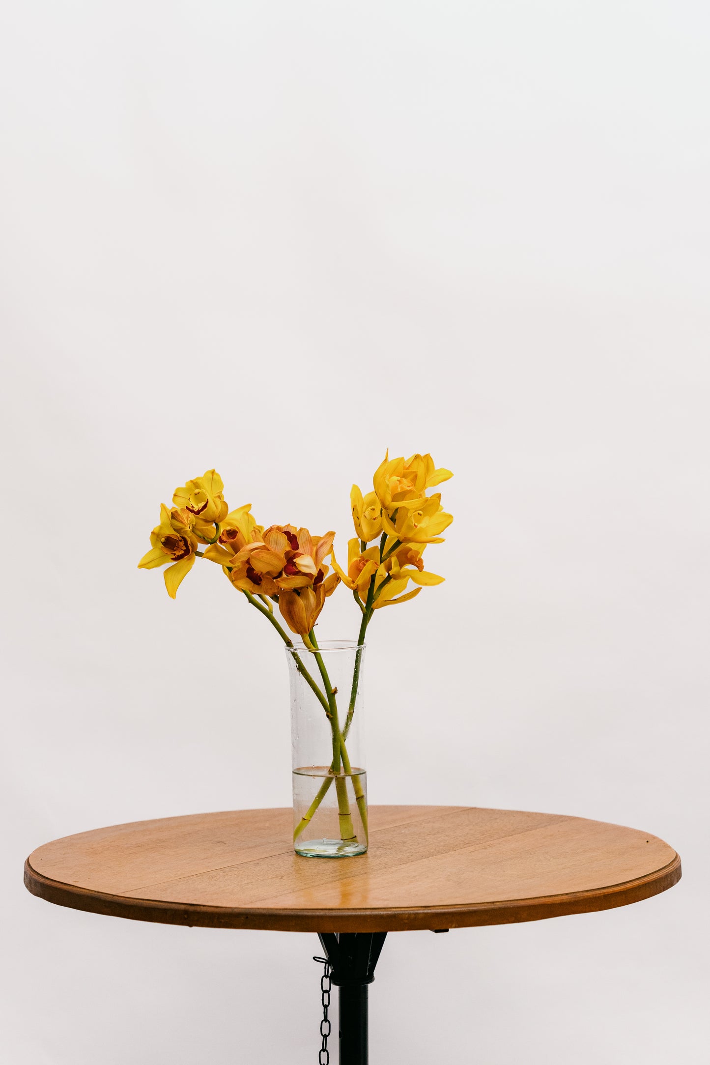 Cymbidium Amarelo
