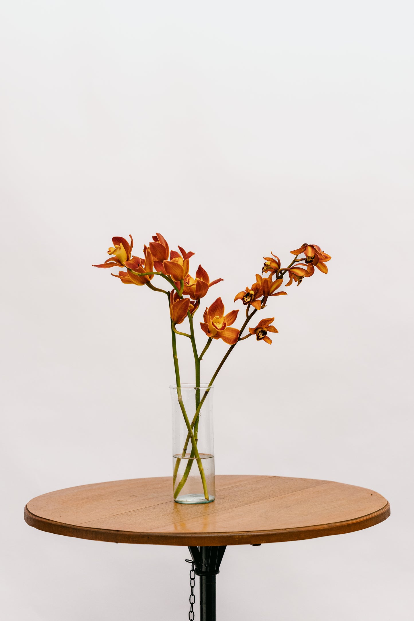 Cymbidium Laranja