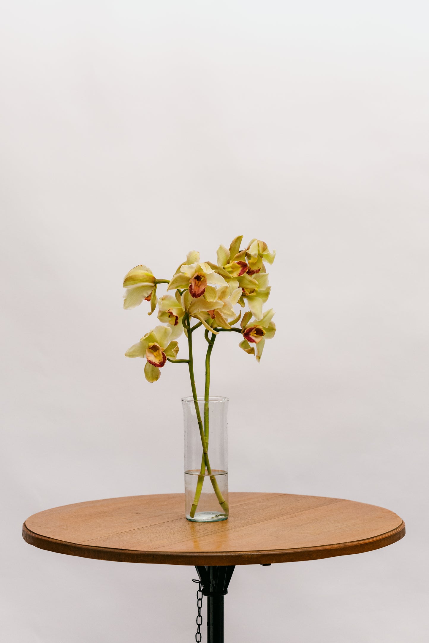 Cymbidium Verde