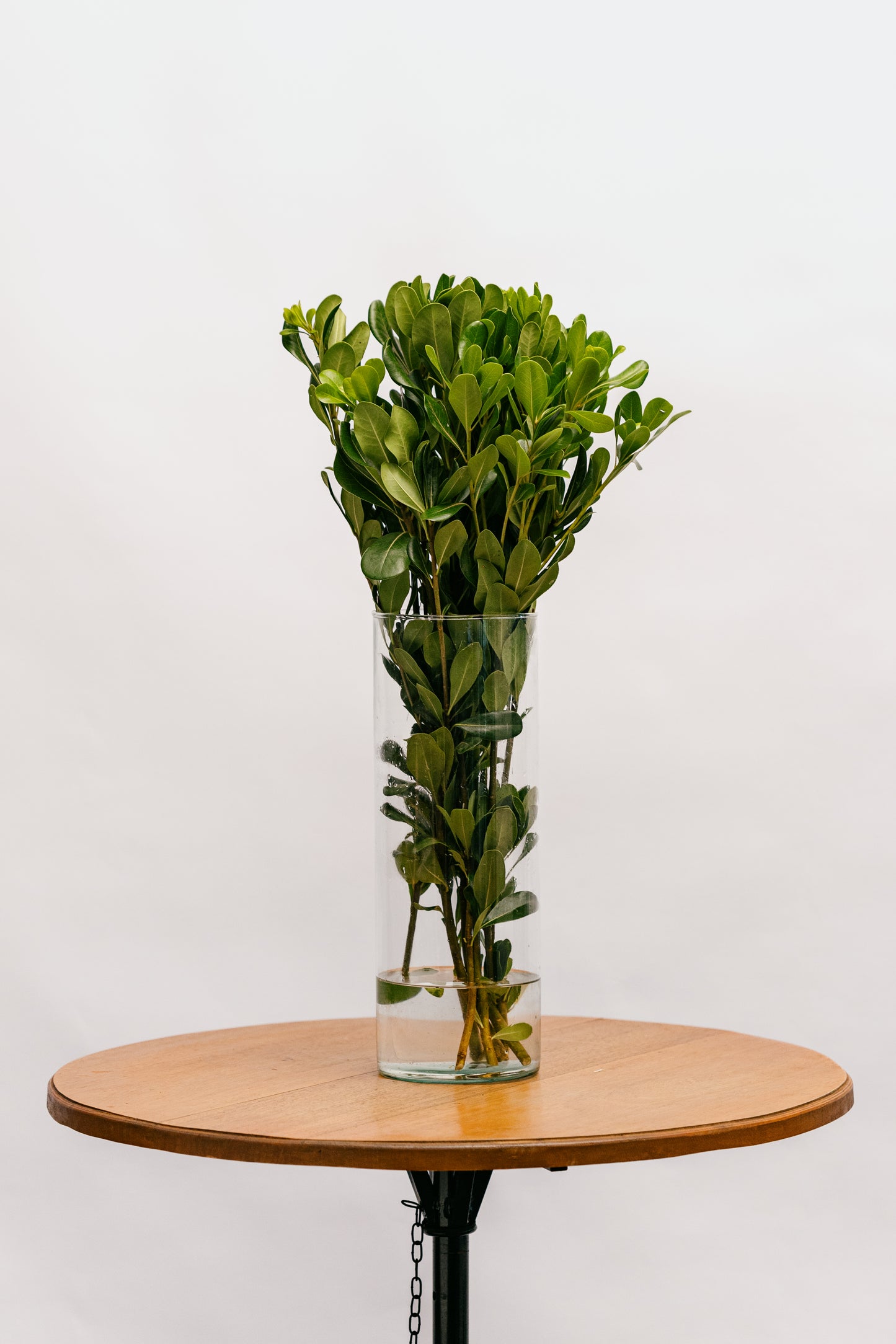 Pitosporum