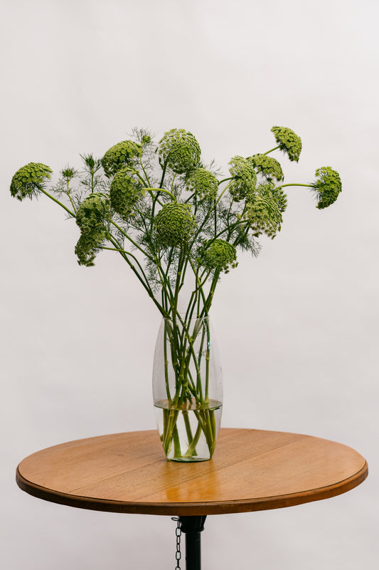 Flor de Cenoura