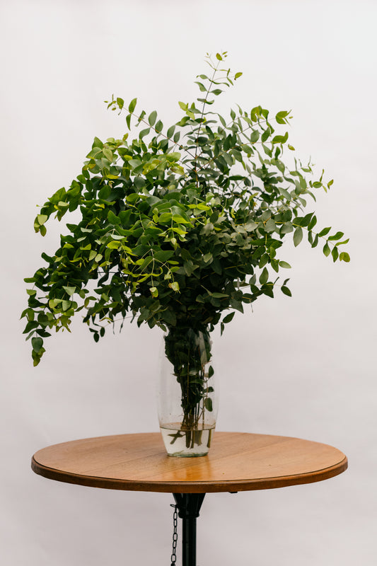 Eucalipto Verde