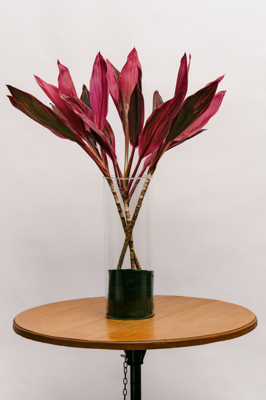 Dracena Ink