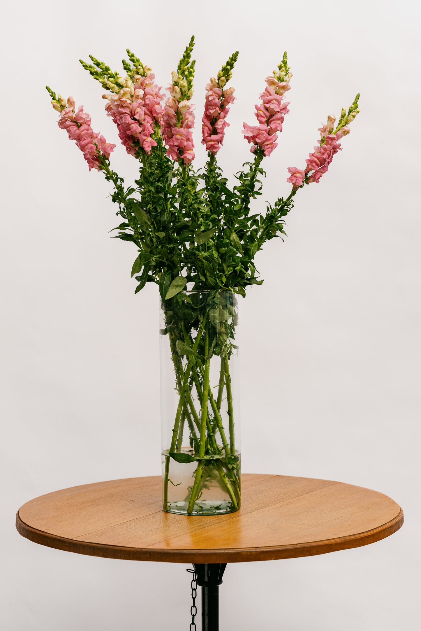 Boca de Leão Rosa