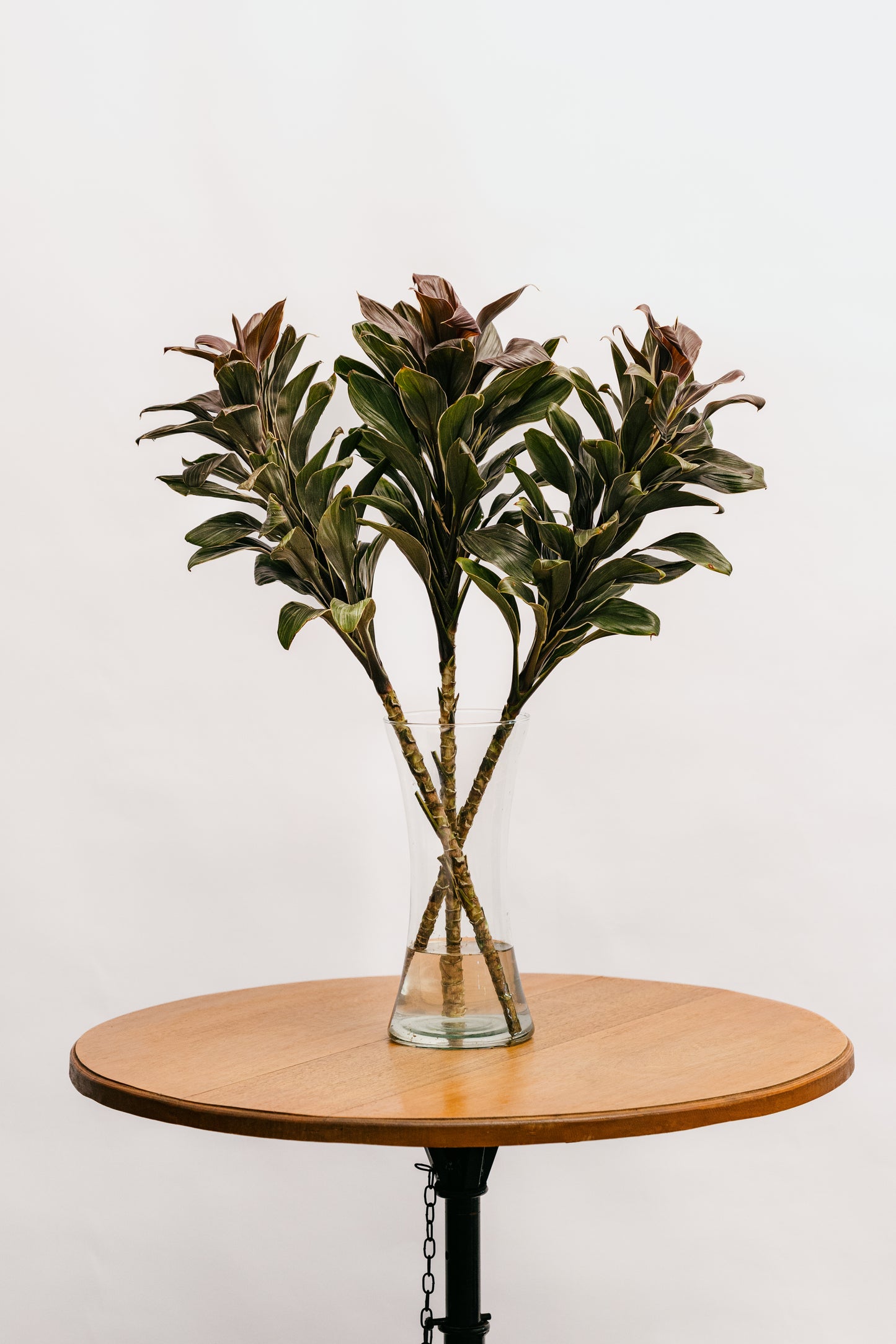 Dracena Repolhuda