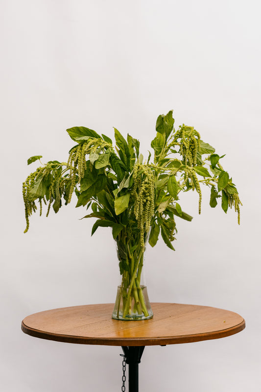 Amaranthus Verde
