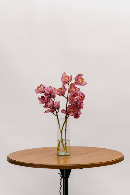 Cymbidium Rosa